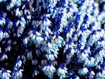 Full frame shot of purple flowering plants