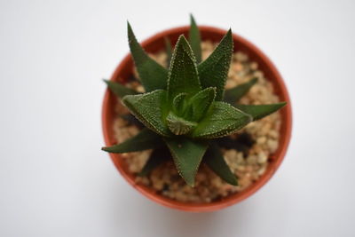 High angle view of potted plant against white background