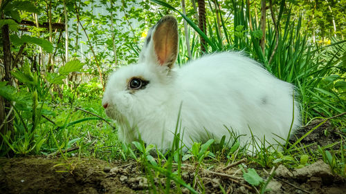 Close-up of cat on field