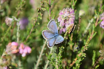 Close-up of butterfly on purple flower