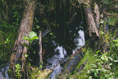 Scenic view of waterfall in forest