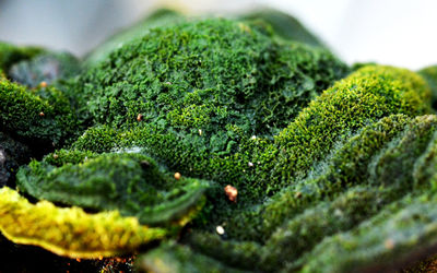 Close-up of green moss growing on tree trunk