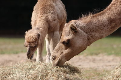Mother and baby dromedary eating