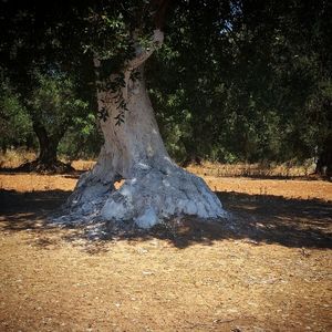 View of tree stump