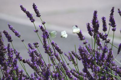 Close-up of purple flowering plants and butterfly's 