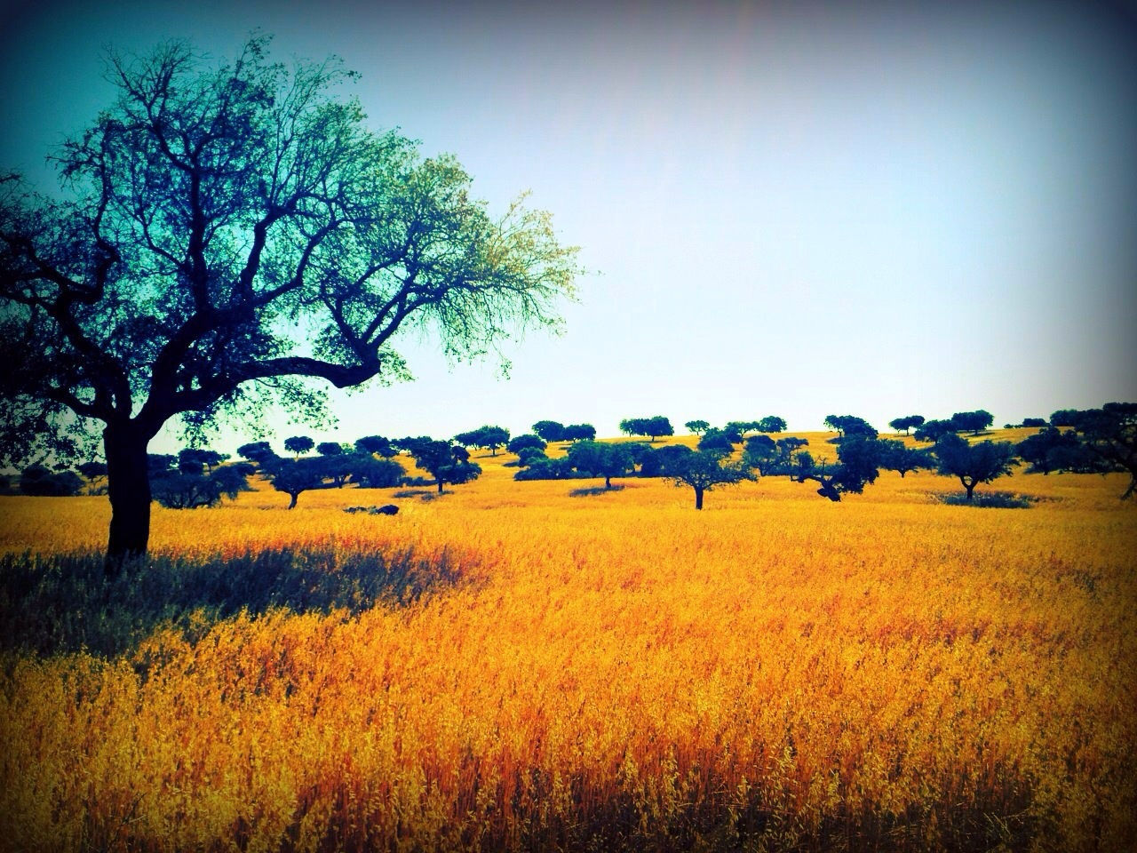 field, yellow, landscape, growth, rural scene, tranquil scene, tree, clear sky, beauty in nature, agriculture, tranquility, nature, scenics, flower, farm, crop, copy space, sky, oilseed rape, plant