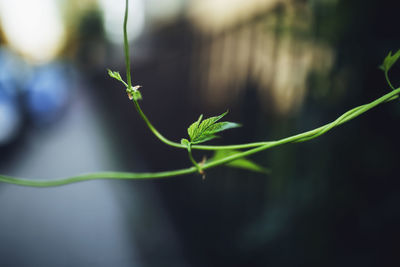 Close-up of vine leaves