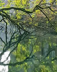 Full frame shot of tree in lake