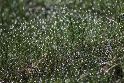 Full frame shot of wet plants during rainy season