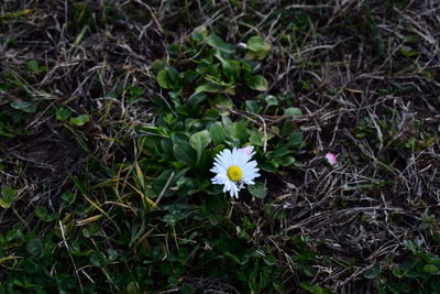 Close-up of flowers growing in grass