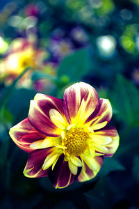 Close-up of yellow flower blooming outdoors