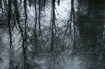 Reflection of trees in lake