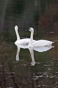 Swan swimming in lake