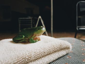 Rain forest frog