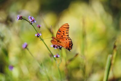 Butterfly pollinating on flower