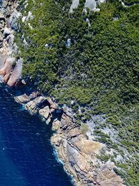 High angle view of trees by river in forest