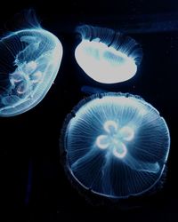 Close-up of jellyfish against black background