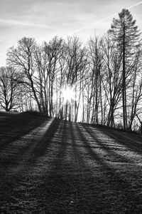 View of bare trees against sky