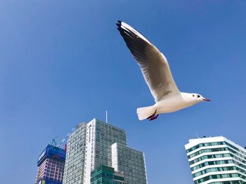 Low angle view of seagull flying in city