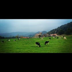 Cows grazing on grassy field