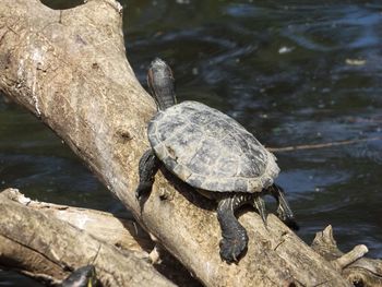 Close-up of log in lake