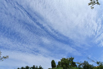 Low angle view of trees against blue sky