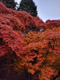 Low angle view of trees against sky