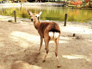 Deer standing in lake