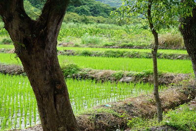 View of tree in field