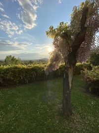 Trees on field against sky