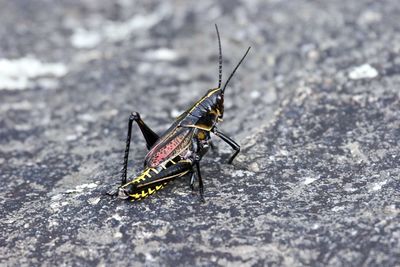 Close-up of grasshopper