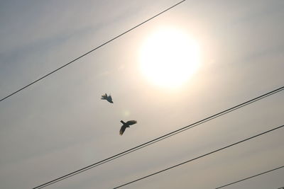 Low angle view of birds flying in sky