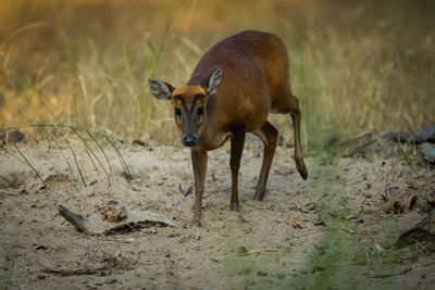 Deer standing on field