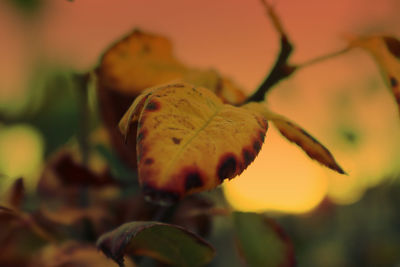 Close-up of yellow flowering plant during autumn