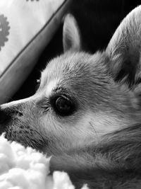 Close-up of dog looking away