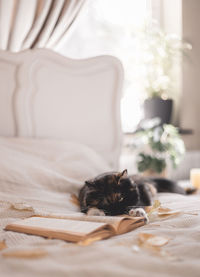 Portrait of a beautiful cat with a book on the bed.