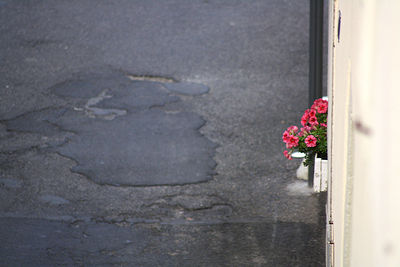 Close-up of red rose flower on street