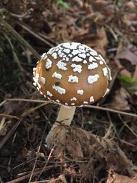 Close-up of mushroom growing on field