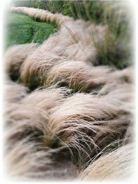 Close-up of grass