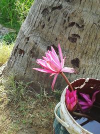 Close-up of pink flower on tree trunk