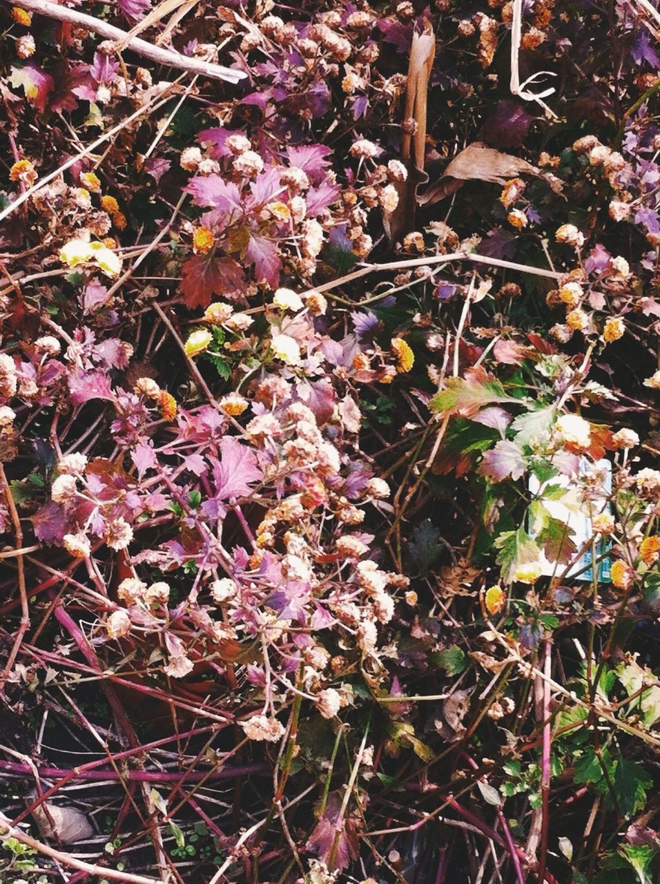 flower, growth, branch, freshness, tree, nature, beauty in nature, pink color, fragility, plant, day, outdoors, blooming, blossom, no people, leaf, close-up, petal, twig, low angle view