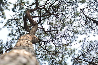 Low angle view of bare tree against sky