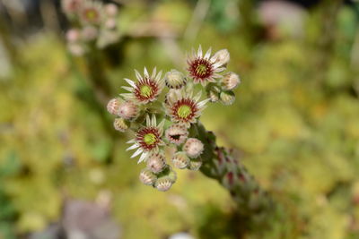 Close-up of white flowering plant