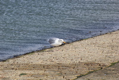 Möwe an der küste 