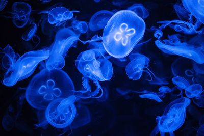 Close-up of jellyfish swimming underwater