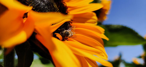 Close-up of bee pollinating on flower