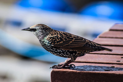 Close-up of bird perching on wood