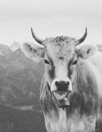 Portrait of cow against mountain 