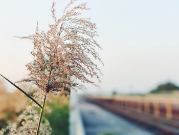 Close-up of flower tree against clear sky