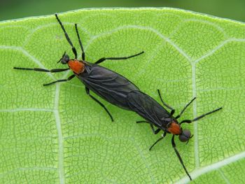 Close-up of insect on leaf